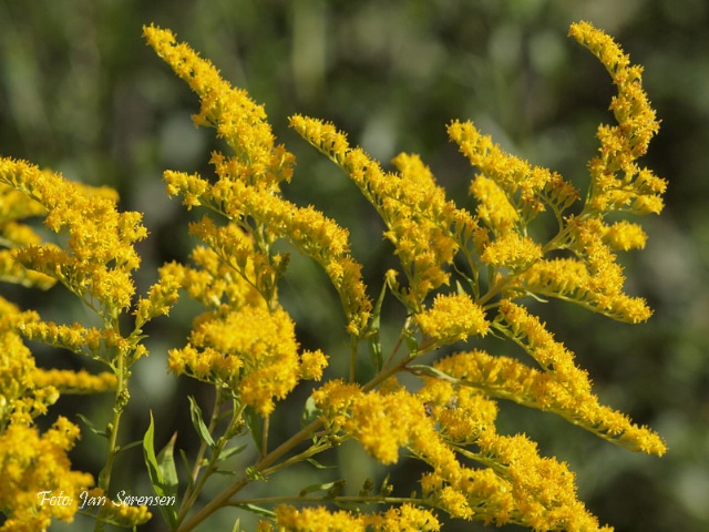 Kanadagullris, foto: Jan Sørensen